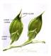 Spikelets